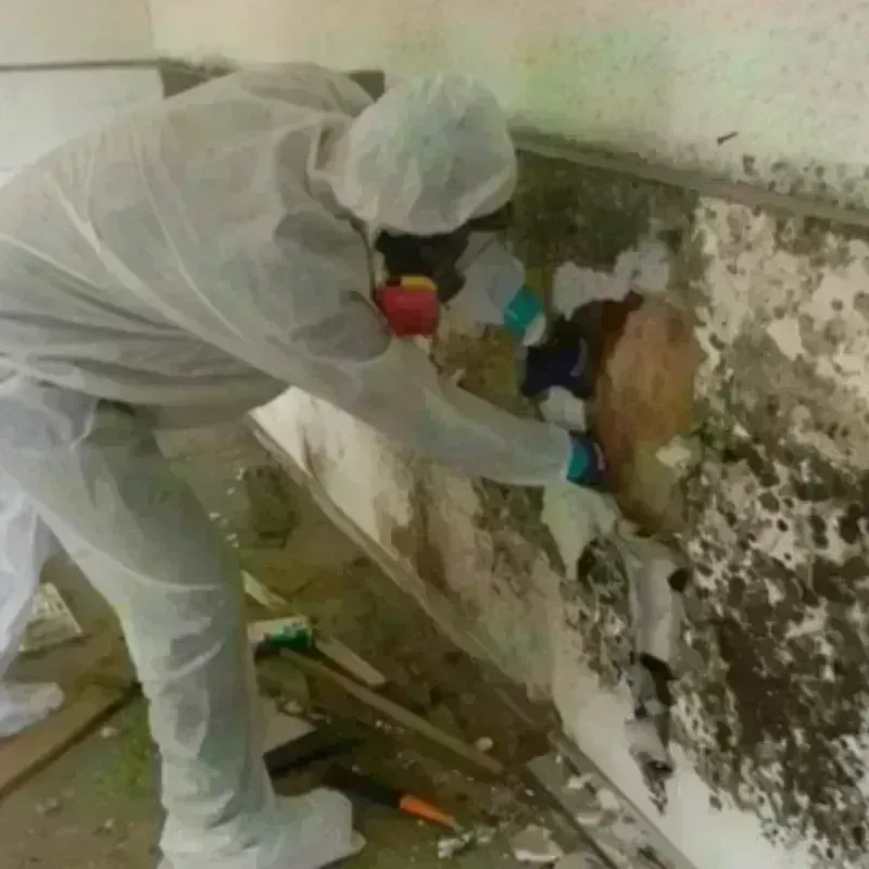 Mold Remediation and Removal in Leon, IA